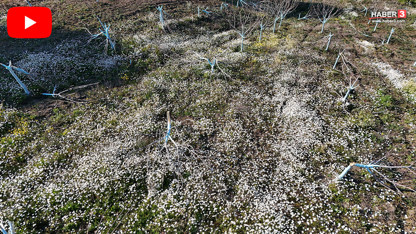 Bir gecede yüzlerce zeytin ve incir ağaçlarını kesip ortadan kayboldular!