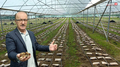 Türkiye'de bir ilk: Ormanların ''kara elması'' artık serada yetişiyor!