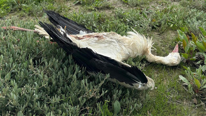 Binlerce kilometre uzaktan gelen leylekleri tek tek avladılar!