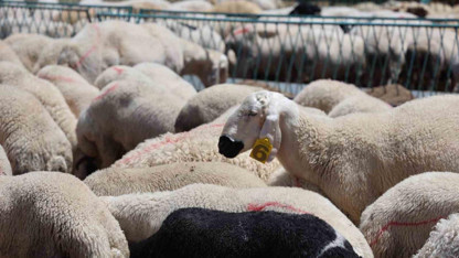 2026 yılı büyükbaş ve küçükbaş kurbanlık fiyatları belli oldu