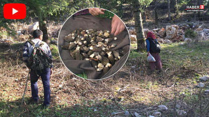 Kilosu 1500 TL! 7'den 70'e herkes arıyor, görenler altın bulmuş gibi seviniyor