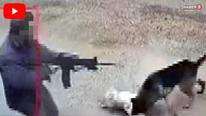 Antalya’da hayvan katliamı: Sokak köpeklerine kurşun yağdırdı!