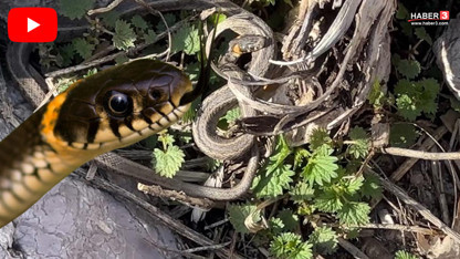 Türkiye'nin korkutan vahşi canlılarının bahar dansı başladı! Binlercesi aynı anda görüldü