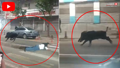 Şehir merkezine inen domuz dehşet saçtı: Yaralılar var!