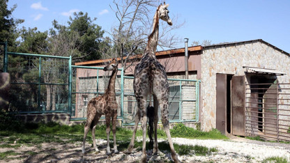Türkiye'de dünyaya gelen ilk zürafının ismini halk seçti!