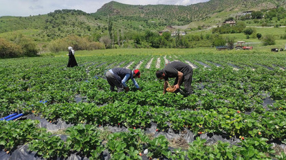 Denemek için ekmişlerdi, şimdi yüzlerce ailenin ekmek kapısı: Kasası 300 TL'den satılıyor