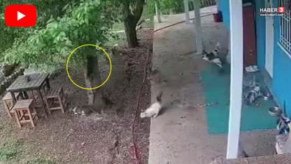 Malatya depreminden yeni görüntüler: Kediler bir anda ortadan kayboldu!