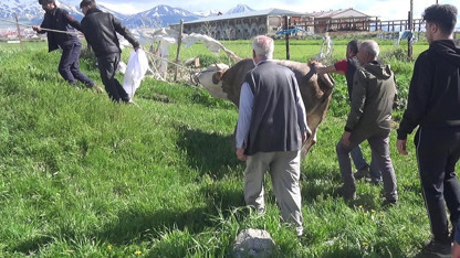 Kurban keserken kalbine yenik düştü