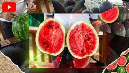 Uzmanından iyi karpuz seçme rehberi: Karpuza vurup almak eskide kaldı