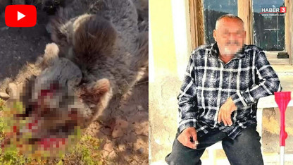 İzmir'de ''katil ayı'' avı: Silahla vurularak öldürüldü
