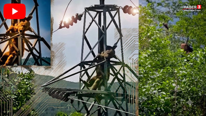 Trabzon'da bahçelere inen ayılardan biri kiraz yedi, diğeri elektrik direğinde telef oldu