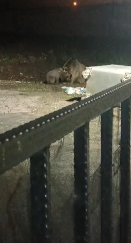 Anne ayı, yavrusunun fotoğrafını çeken kişiye saldırdı - Resim: 2