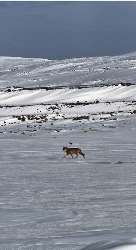 Vahşi kurt seyir halindeki aracı takip ederken kameralara yakalandı - Resim: 2