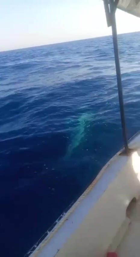 Dev köpekbalığı Türk balıkçıya kabusu yaşattı: O anlar saniye saniye kamerada - Resim: 3