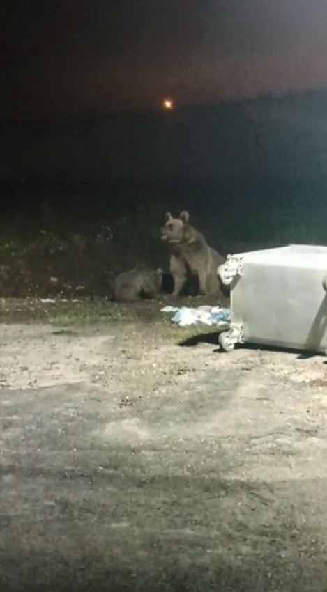 Anne ayı, yavrusunun fotoğrafını çeken kişiye saldırdı - Resim: 3