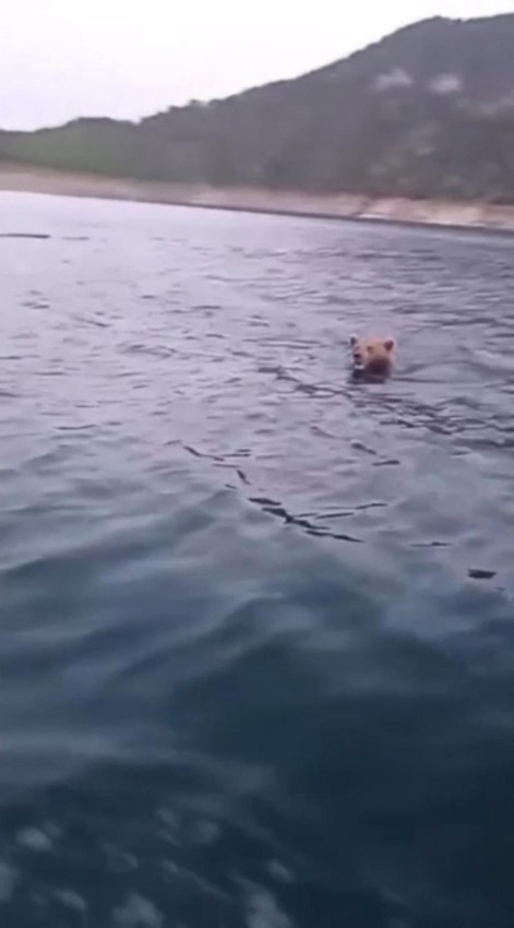 Balık avına gittiler, karşılarına ayı çıktı! - Resim: 4