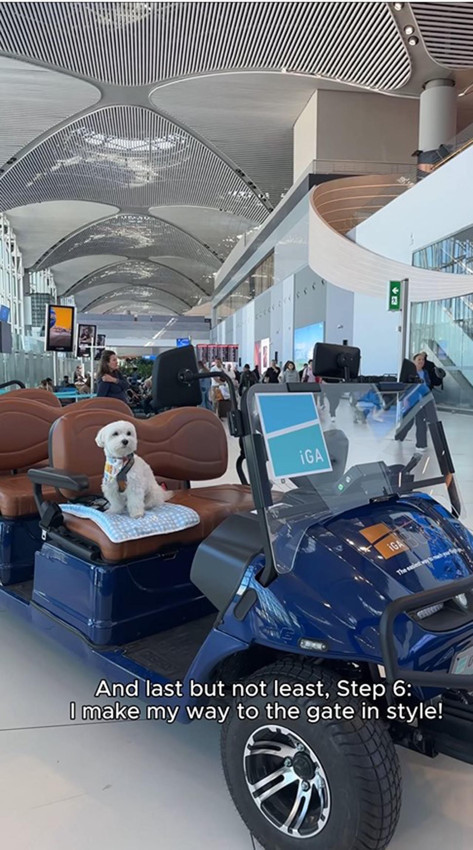 Dünyanın en ünlü gezgin köpeği İstanbul'da ortaya çıktı - Resim: 2