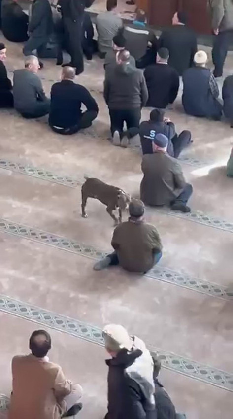 Cuma vakti camide pitbull dehşeti kamerada: Vaaza daldı, camini için bir anda karıştı - Resim: 3