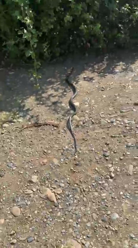 Bir vatandaş eline alıp ''zararsızdır öldürmeyin'' dediği yılan tarafından ısırıldı - Resim: 4