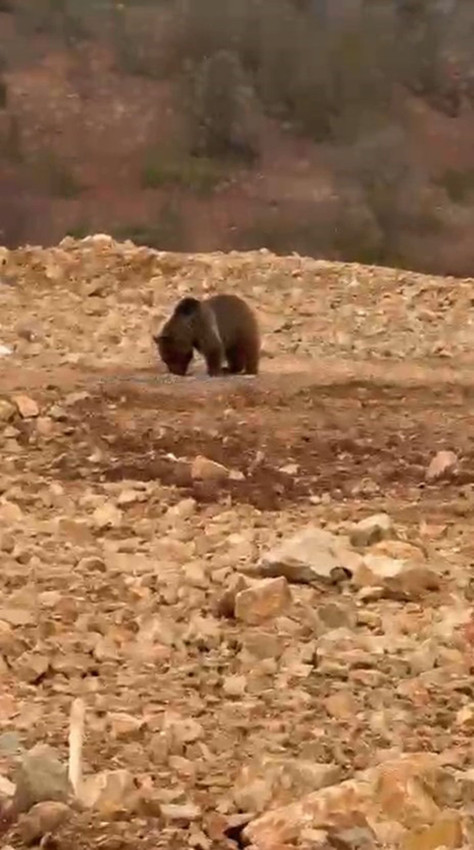 Karadeniz'de yol kenarındaki ayıya hamsi ziyafeti verdiler - Resim: 1