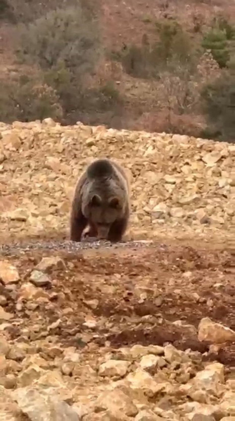 Karadeniz'de yol kenarındaki ayıya hamsi ziyafeti verdiler - Resim: 2