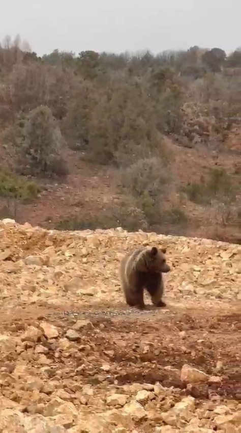 Karadeniz'de yol kenarındaki ayıya hamsi ziyafeti verdiler - Resim: 3