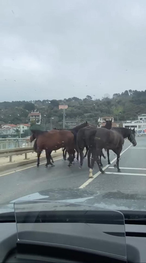 Görüntüler İstanbul'dan! Yola çıkıp dörtnala koşan atlar ortalığı birbirine kattı - Resim: 4