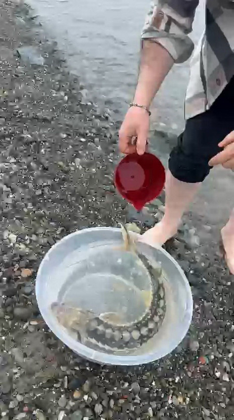Karadenizli vatandaş satın aldığı balığın ne olduğunu öğrenince koşup denize saldı - Resim: 3
