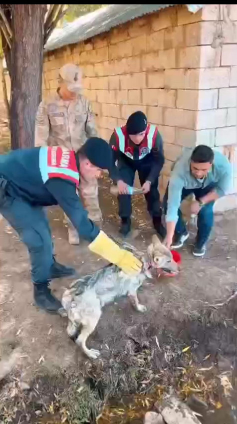 Sosyal medyadaki ''evcil kurt'' rezaletinin perde arkası ortaya çıktı: O kurt kurtarıldı - Resim: 4