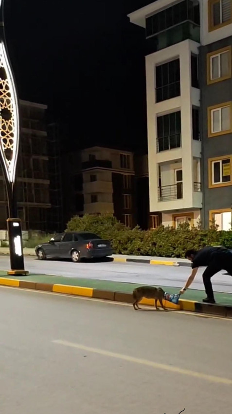 Şehre inen çakal başını derde sokunca insanlardan böyle yardım istedi - Resim: 2