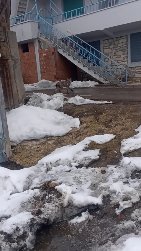 Nesli tehlikede olan ''ormanın hayaleti'' köpeklerin saldırısına uğradı - Resim: 4