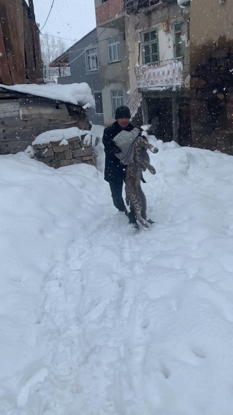 Nesli tehlikede olan ''ormanın hayaleti'' köpeklerin saldırısına uğradı - Resim: 2