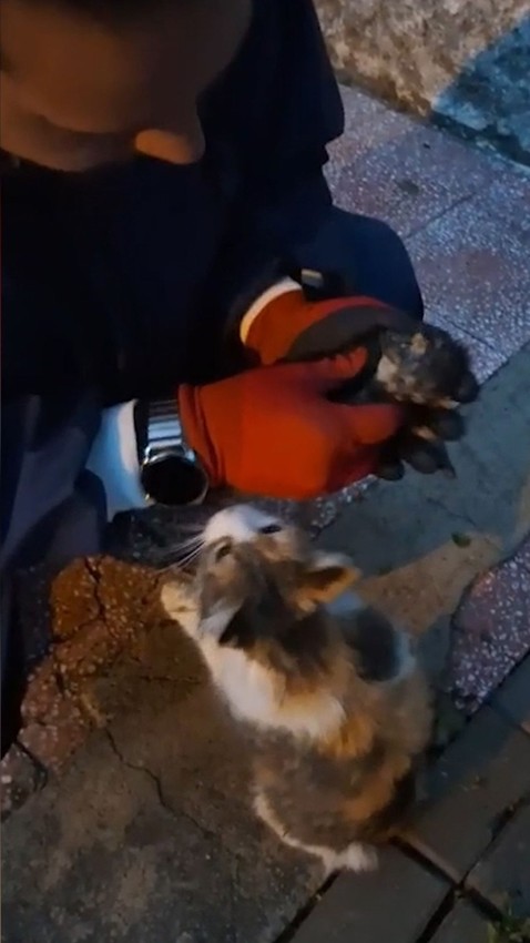 Anne kedi yavrusunu ağzında itfaiyeye kadar taşıyıp yardım istedi - Resim: 1