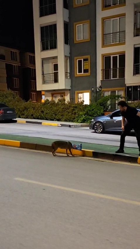 Şehre inen çakal başını derde sokunca insanlardan böyle yardım istedi - Resim: 1