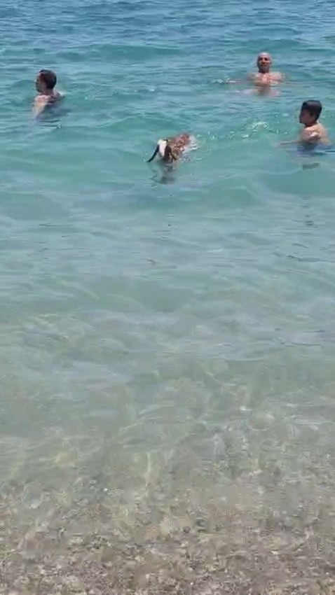 Bayramda hemcinsleri kurbanlık olarak kesilirken o deniz keyfi yaptı - Resim: 1