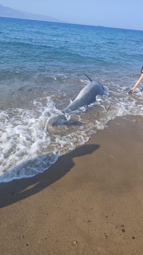 Bodrum sahilinde tatilcileri şoke eden manzara - Resim: 4