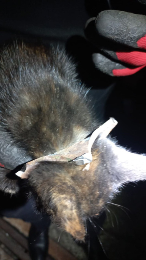 Mazgaldan kurtarıp, adını da Mazgal koydular - Resim: 3