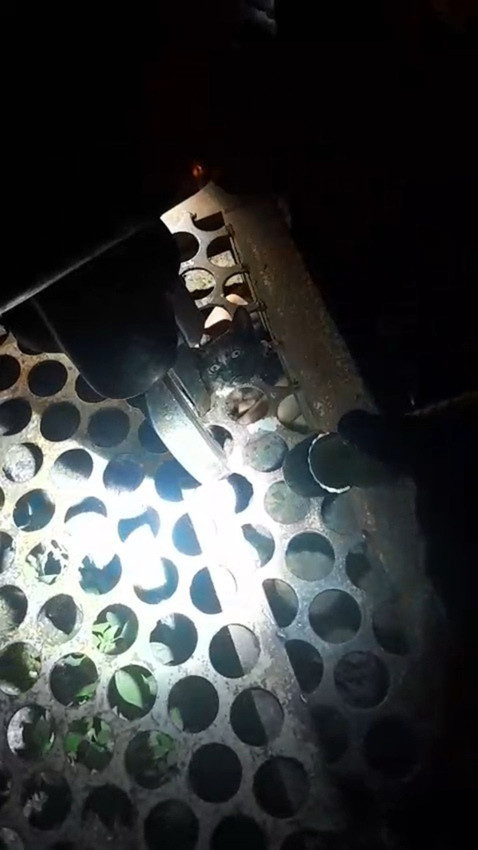 Mazgaldan kurtarıp, adını da Mazgal koydular - Resim: 1