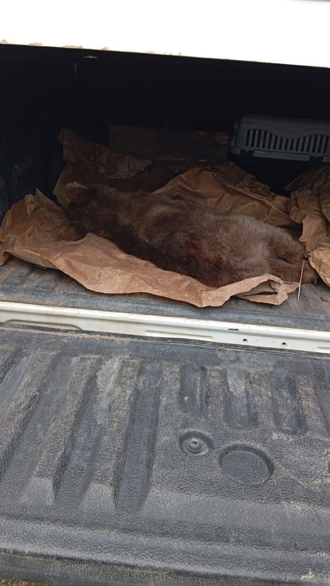 Yaramaz ayı yavrusu bir ilimizi alarma geçirdi - Resim: 2