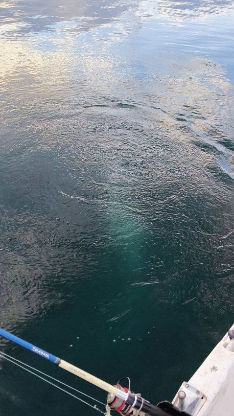 Kuraklıktan yok olmaya başlayan Sapanca Gölü'nde su fokurdamaya başladı - Resim: 2