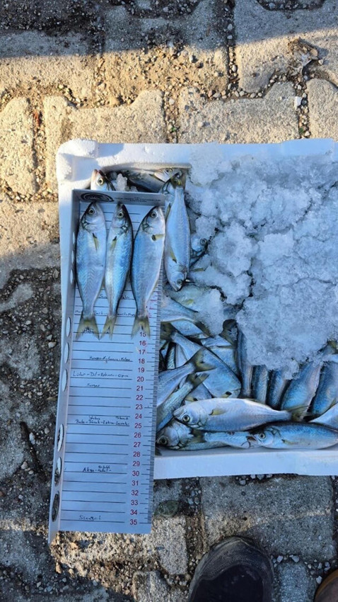 Çanakkale'de yarım tondan fazla balığa el konuldu - Resim: 4