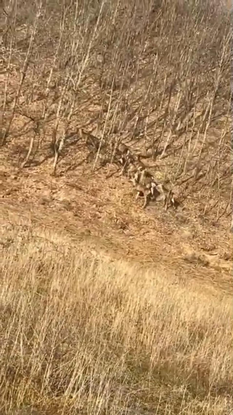 Burası Kanada değil Türkiye: Geyik sürüsü yola indi, sürücüler şaştı kaldı - Resim: 2
