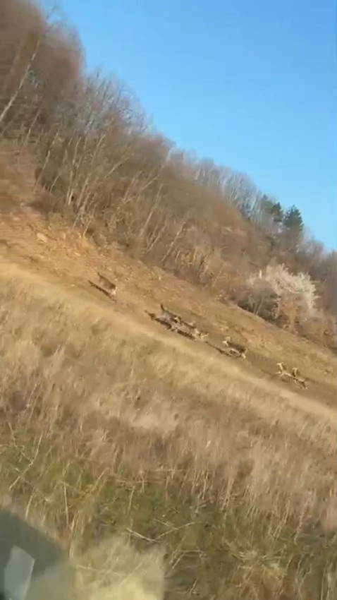 Burası Kanada değil Türkiye: Geyik sürüsü yola indi, sürücüler şaştı kaldı - Resim: 4