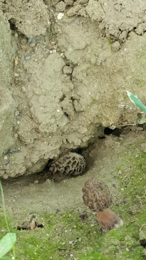 Türkiye'de bir ilk: Ormanların ''kara elması'' artık serada yetişiyor! Kilosu 9 bin TL - Resim: 4