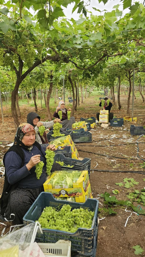 Türkiye'de yeşil altınında hasat başladı: Fiyatı dikkat çekti! - Resim: 2