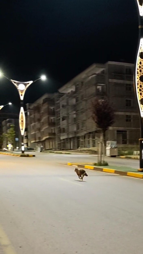 Şehre inen çakal başını derde sokunca insanlardan böyle yardım istedi - Resim: 3