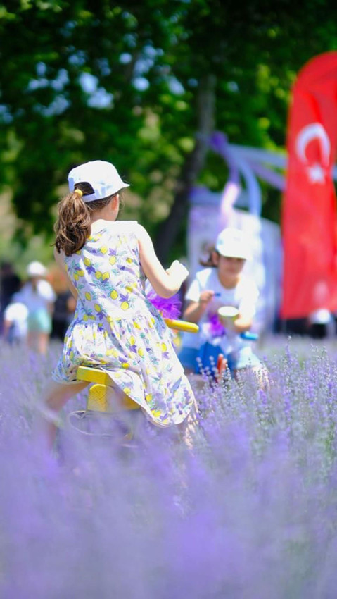 Altıeylül'de mor bir rüya; Altıeylül 3. Lavanta Günleri başlıyor - Resim: 1