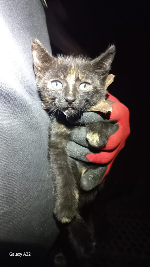 Mazgaldan kurtarıp, adını da Mazgal koydular - Resim: 4