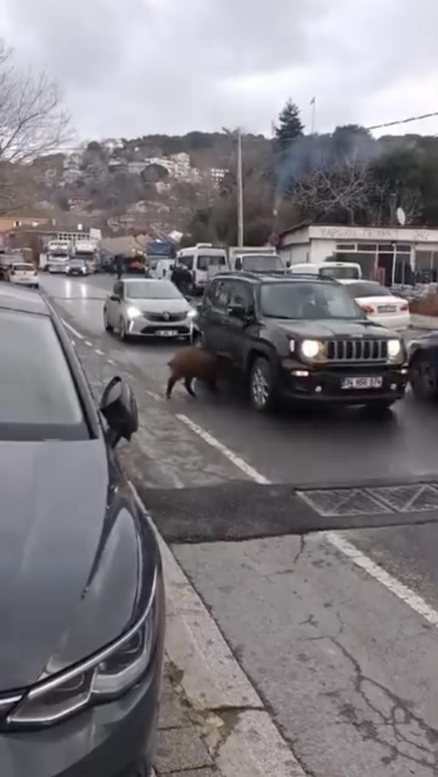 Görüntüler İstanbul'dan: Şehir merkezine indi, trafiği karıştırdı - Resim: 4