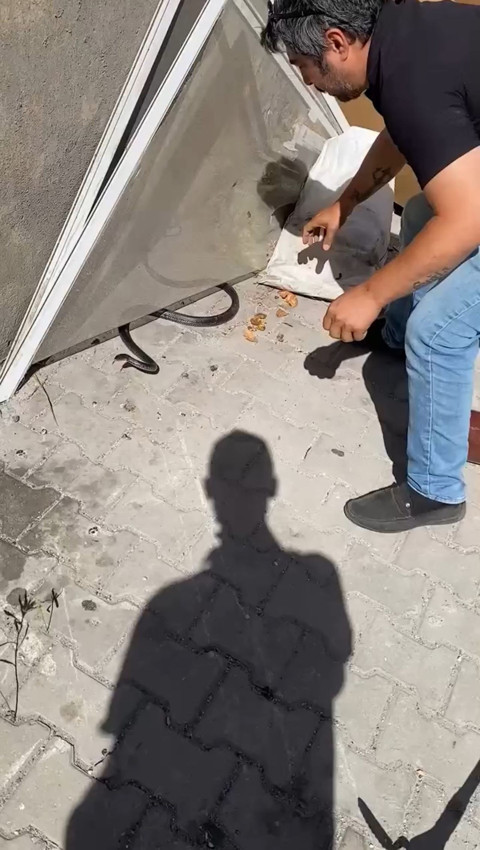 Türkiye'nin yılan avcısı Yılancı Kemal'i bir kez daha yılan ısırdı - Resim: 3